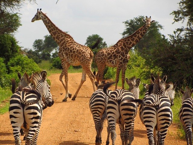 Uganda Revealed: Your Comprehensive Safari Handbook